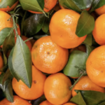 Screenshot 2024-12-20 at 11.19.31 PM